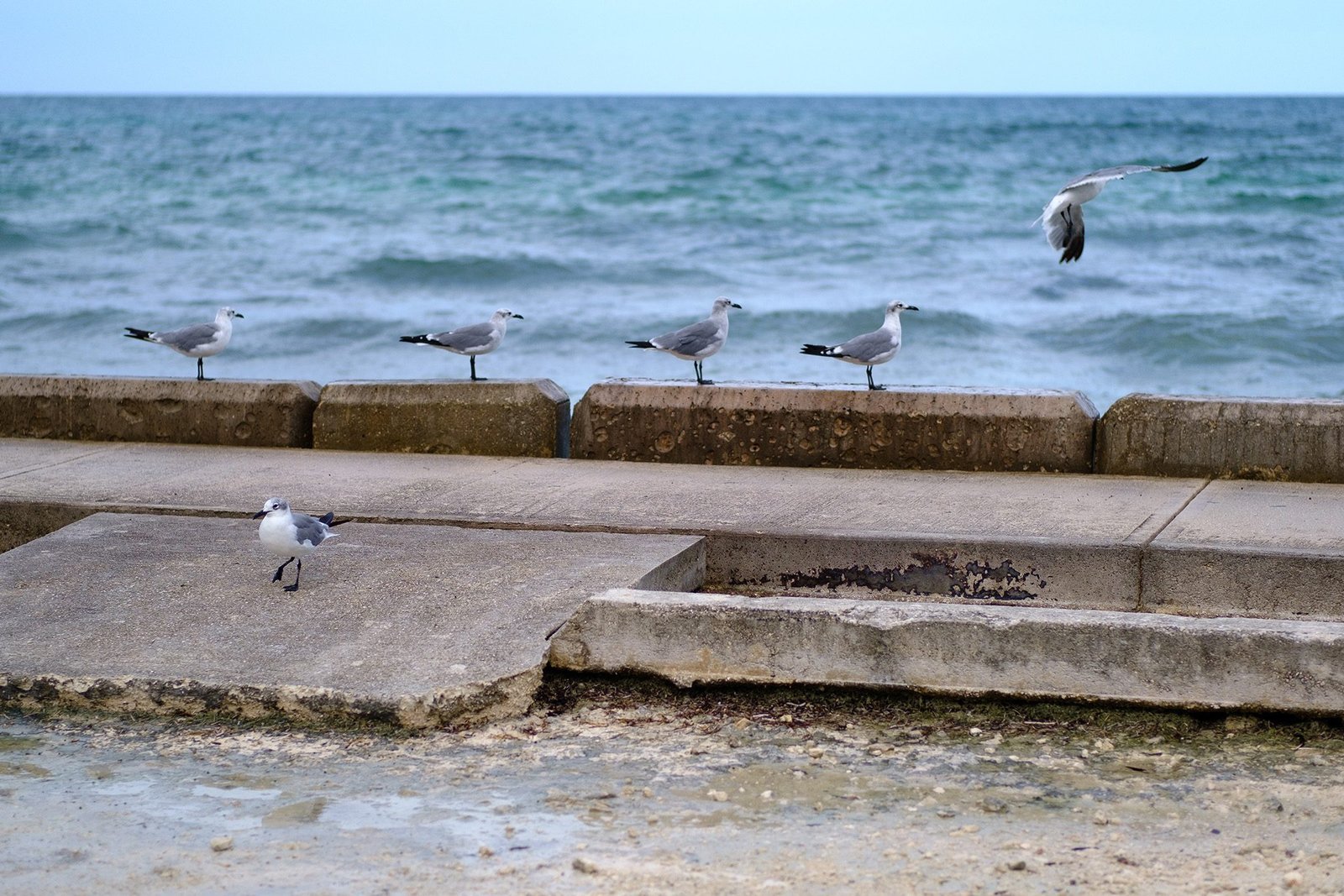 Seagulls stand on a concrete barrier by the shore, with one seagull in flight above. The ocean is calm in the background, and the foreground features a weathered concrete surface and rocky shoreline.
