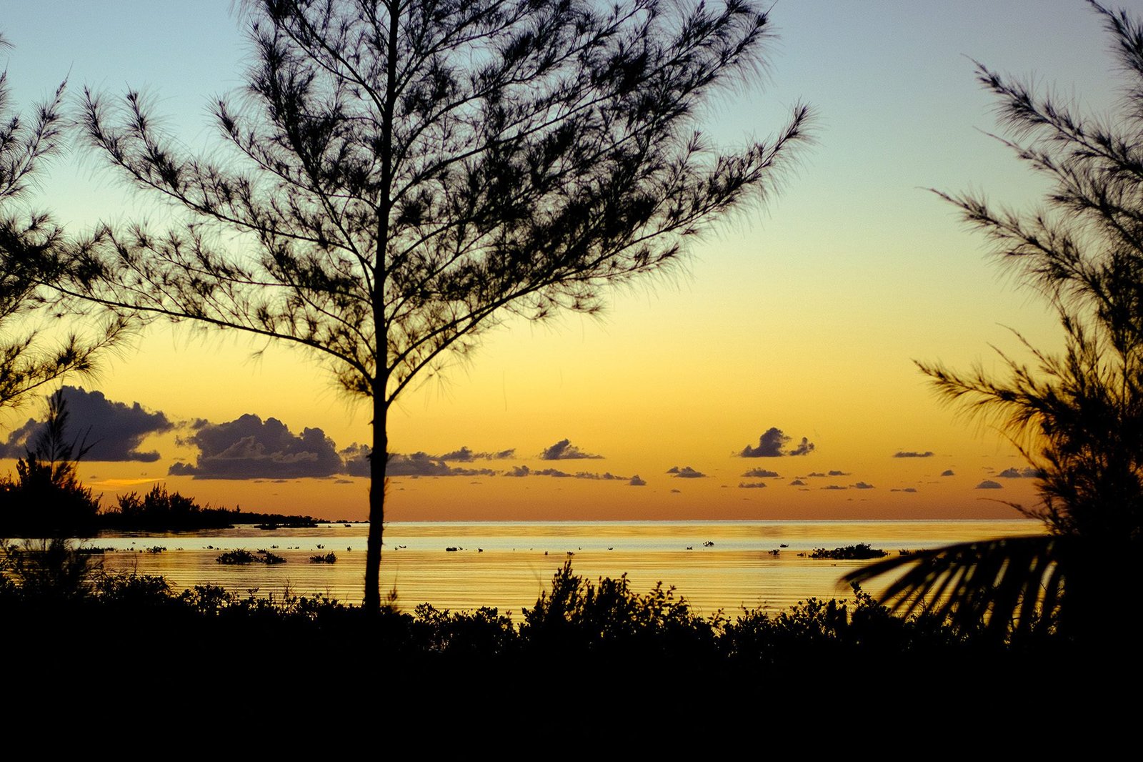 A serene sunset over a calm ocean, with a silhouette of a tree in the foreground. The sky is painted in shades of orange and purple as the sun dips below the horizon, while small clouds scatter across the sky.